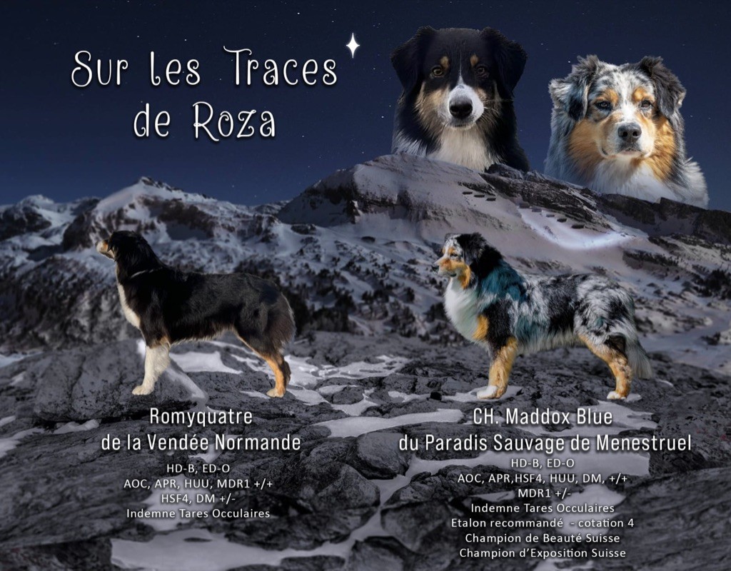 chiot Berger Australien Sur Les Traces De Roza