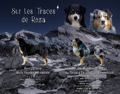 Sur Les Traces De Roza - Berger Australien - Portée née le 23/05/2023