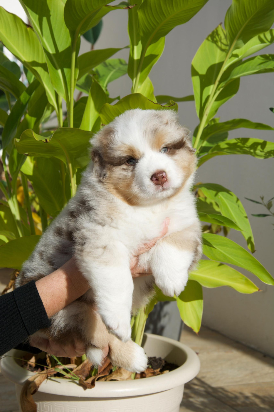 Sur Les Traces De Roza - Chiots disponibles - Berger Australien